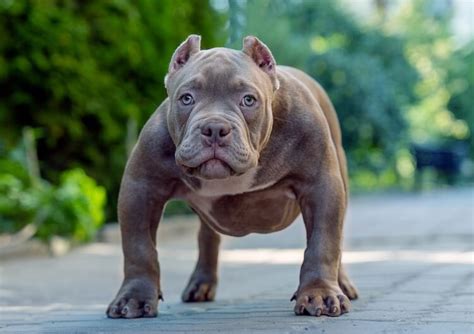 Exotic American Bully .